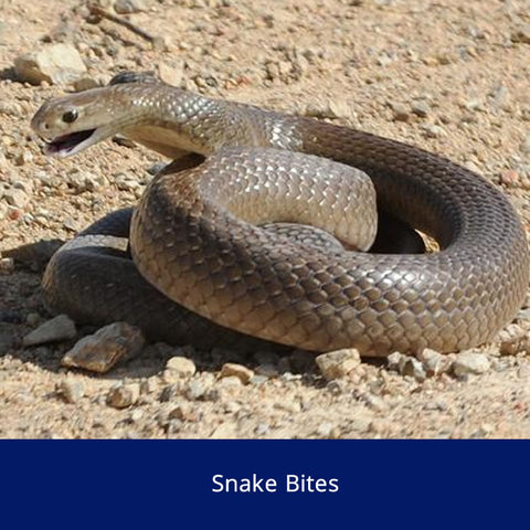Snake Bites Safety Talk